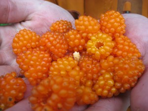 Salmonberries