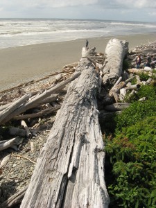 Massive driftwood near Kalaloch, WA